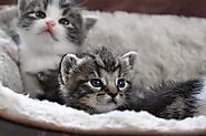 Caring for newborn kittens: 10 Essential Steps - Love4pets.club