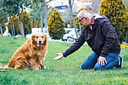 Dog Training: the top 10 common mistakes - Love4pets.club