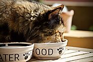 Your cat vomits after eating dry food: 7 main causes - Love4pets.club
