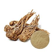 Bulk Organic Dong Quai Root Powder | Organic Dong Quai Root Powder Bulk Supplier