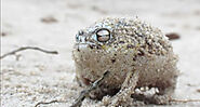 Listen to the Angry Desert Rain Frog's Fierce War