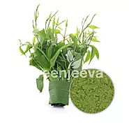 USDA Approved Bulk Organic Gymnema Sylvestre Leaf Extract Powder