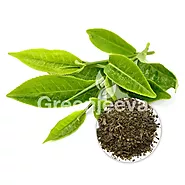 USDA Approved Bulk Green Tea Leaf Extract Powder Supplier