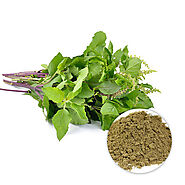 USDA Approved Bulk Organic Holy Basil Leaves Powder in USA
