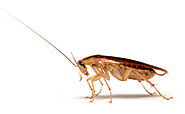 German Cockroach Pest Control