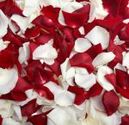 Fresh Rose Petals for Special Occasion