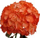 Online Shop for Hydrangea Flower