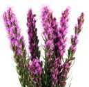 Buy Fresh Cut Liatris Flowers Online