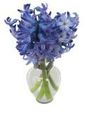 Wholesale Hyacinth Flower Online