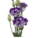Buy Lisianthus Bi-Color Purple Flower Online