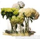 Hydrangea Bouquets and Centerpieces for Weddings