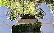 Top 14 Beginner Beekeeping Mistakes  - Beekeeping201