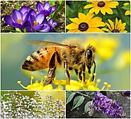 10 Ways To Attract Bees To Your Backyard - Beekeeping201