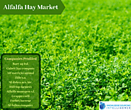 Alfalfa Hay Market By Knowledge Sourcing Intelligence