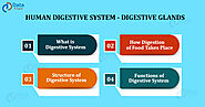 Human Digestive System - Digestive Glands - DataFlair