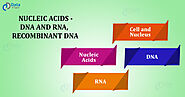 Nucleic Acids - DNA and RNA - DataFlair