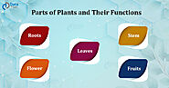 Parts of Plants and Their Functions - DataFlair