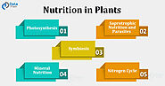 Nutrition in Plants - Photosynthesis and Nitrogen Cycle - DataFlair