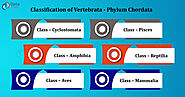 Phylum Chordata - Characteristics, Classification And Examples - DataFlair