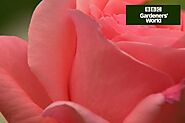 How To Prune Species Roses (Video) - BBC Gardeners' World Magazine