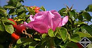How to Grow Rosa Rugosa / Sea Tomato / Beach Rose - Gardening Channel