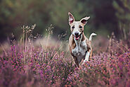 1- Stunning dog photography from Surrey & Berkshire Dog Photographer, Jamie Morgan