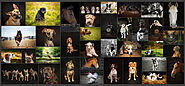 2- Stunning Specialist Pet Photography For Dogs, Horses and All Animals