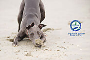 4 - Whippet Snippets {Dog Photographer in Surrey, Sussex & Hampshire}