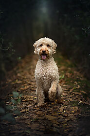 8 - Jane Hodges - Professional Pet Photographer based in Godalming, Surrey.