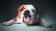 10 - Pet Portraits that capture your pets personalities in either our Heathfield Studio or on location in the Sussex ...