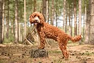 Stunning dog photographs from Surrey & Berkshire Dog Photographer Jamie Morgan