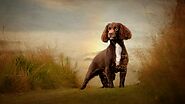Dog Photographer Scotland - Carrie Southerton Dog Photography-Welcome