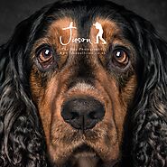 Jason Allison Pet Photography | Studio and Outdoor Dog Photography County Durham