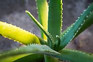 Amazing Benefits of Aloe Vera Gel for Skin | Healthy Planet