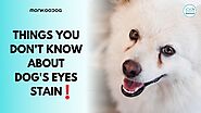 Everything You Need To Know About Dog Tear Stains - Monkoodog