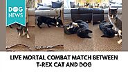 Live Mortal Combat Match Between Cat And Dog