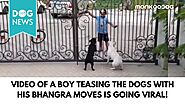 Dogs Reacting to This Young Boy's Bhangra Moves