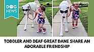 17-Month-Old Girl Insisting To Walk a Huge Deaf and Blind Dog