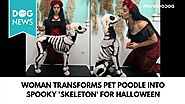 Woman Transformed Up Pet Poodle As A Skeleton - Monkoodog