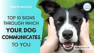 10 Signs Through Which Your Dog Communicates To You