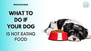 What To Do If Your Dog Is Not Eating Food - Monkoodog