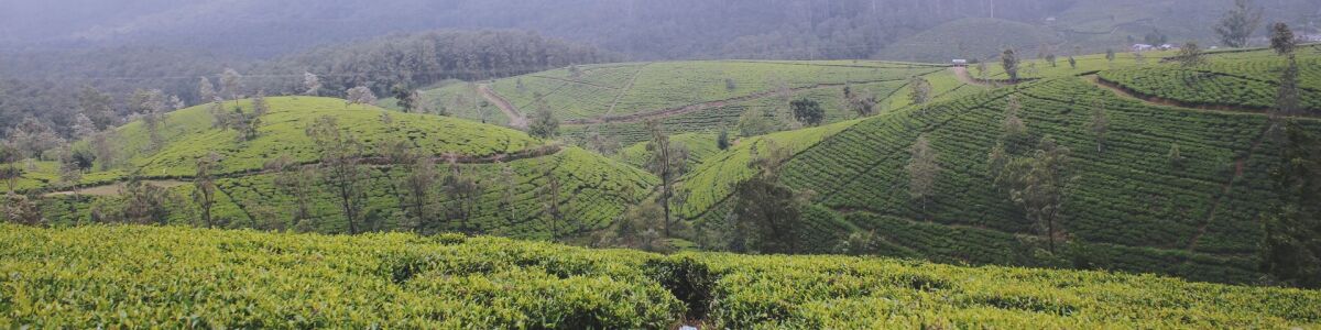 Headline for Top Reasons to Visit Nuwara Eliya – High in the mountains, you may chillax