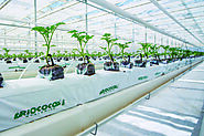 Coco Peat for Hydroponics Provides Quality Root Structure & Plant Yields