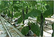 Find Eco-friendly Coco Coir Grow Bags For Sustainable Crop Farming