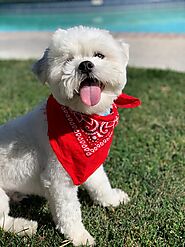 Dog Bandana