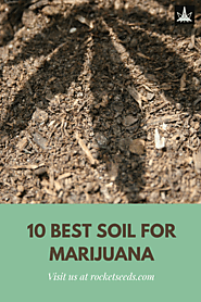 Best Soil for Cannabis: Top 10 Soil for Marijuana Growers