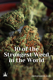 10 of the Strongest Weed in the World