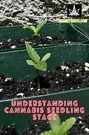 Understanding Cannabis Seedling Stage