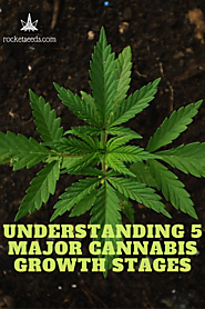 Understanding the 5 Major Cannabis Growth Stages
