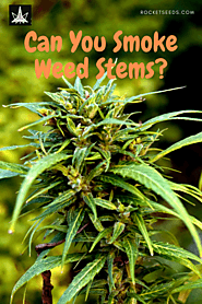 Can You Smoke Weed Stems?
